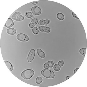 Zygosaccharomyces