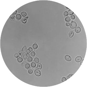 Zygosaccharomyces rouxii